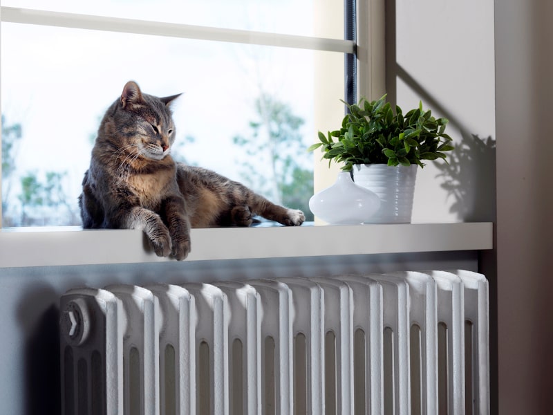Cat Impacts Indoor Air Quality